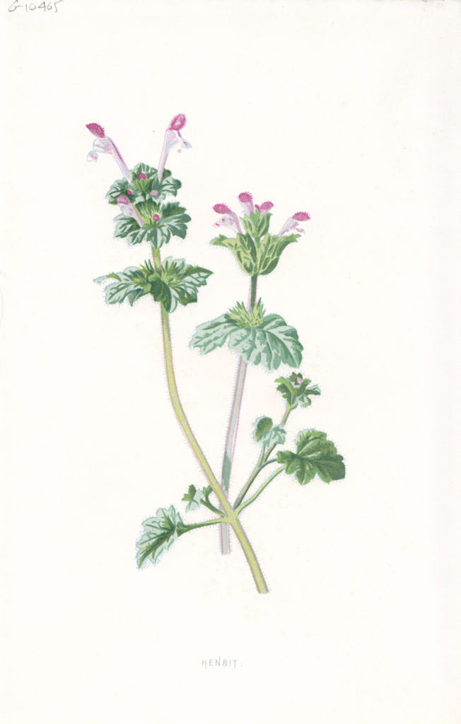 FLOWERS. Henbit c1895 old antique vintage print picture